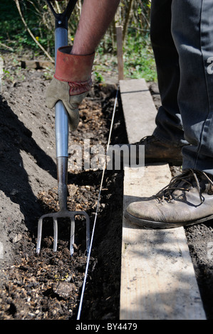 Giardiniere fork trench, in piedi su schede e scavando in compost pronto per l'impianto di tuberi seme di patate, Reading, Berkshire, Regno Unito Foto Stock