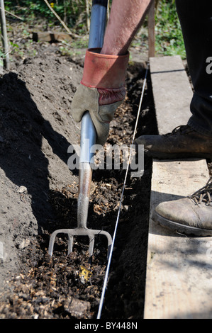 Giardiniere fork trench, in piedi su schede e scavando in compost pronto per l'impianto di tuberi seme di patate, Reading, Berkshire, Regno Unito Foto Stock