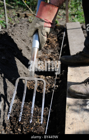 Giardiniere fork trench, in piedi su schede e scavando in compost pronto per l'impianto di tuberi seme di patate, Reading, Berkshire, Regno Unito Foto Stock