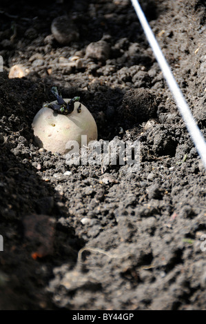 Chitted patata seme piantato in trincea pronti per la copertura con terreno Reading, Berkshire, Regno Unito Foto Stock