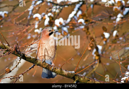 Eurasian jay(Garrulus glandarius hibernicus) gara irlandese di jay in un larice durante l inverno in cooley montagne,l'Irlanda Foto Stock