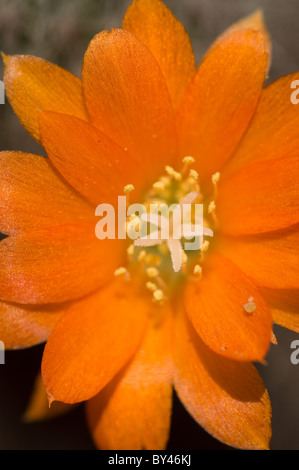 Catus (Rebutia fiebrigii) fiore Foto Stock