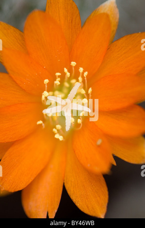 Catus (Rebutia fiebrigii) fiore Foto Stock