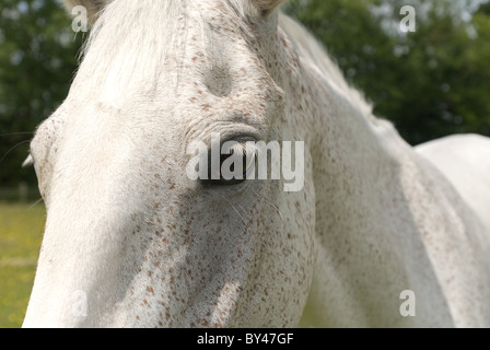 Cavallo bianco in un prato pieno di renoncules, pascolo Foto Stock