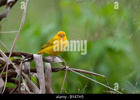 Lo zafferano Finch (Sicalis flaveola), maschio. Foto Stock