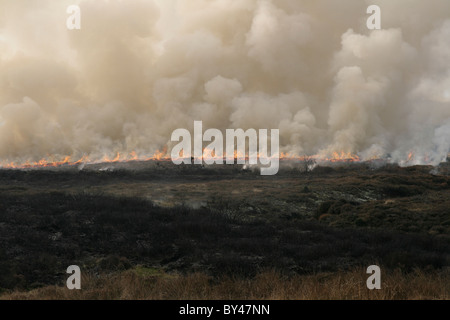 Heather burning in inverno con massiccio quantità di fumo che sale nel cielo su un gelido mattino. Foto Stock