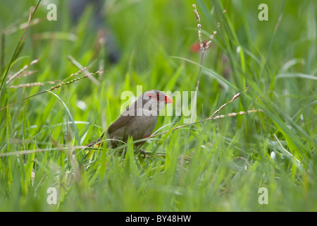 Comune (Waxbill Estrilda astrild) rovistando nell'erba. Foto Stock