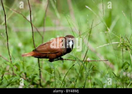 Chestnut Munia (Lonchura atricapilla), rovistando nell'erba. Foto Stock