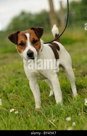 Alert jack russell terrier cane al guinzaglio Foto Stock