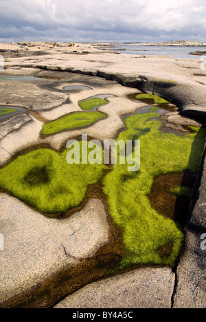 Le Alghe verdi crescere nelle pozze su un piccolo glacially-isola a forma di liscio, in granito rosa, la costa occidentale della Svezia Foto Stock