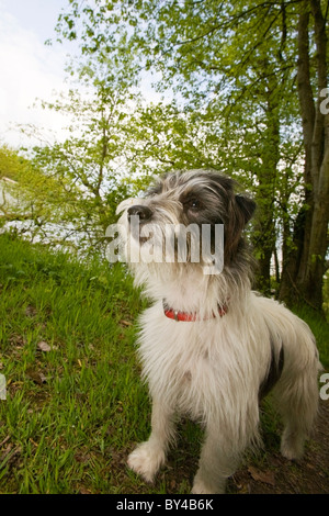 Basso livello vista di Jack Russell Terrier in piedi su un sentiero di bosco Foto Stock