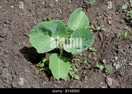 Verde giovane germoglio crescente di cavolo nero Foto Stock