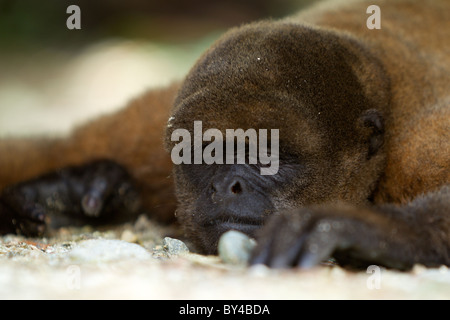 Basso Angolo di visione di un sonno Monkey Shoot nella giungla ecuadoriana Foto Stock