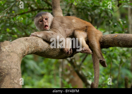 Scimmia cappuccino Cub giacente su un ramo sparare nel selvaggio nella foresta pluviale ecuadoriana Foto Stock