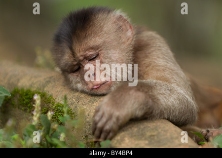 Scimmia cappuccino Cub giacente su un ramo sparare nel selvaggio nella foresta pluviale ecuadoriana Foto Stock