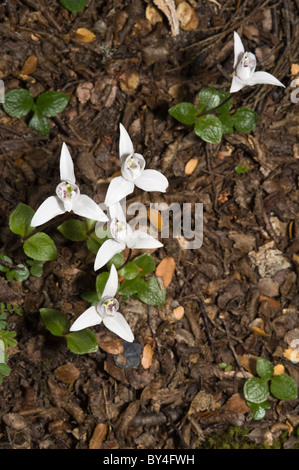 Palomita, cane orchidee (Codonorchis lessonii) fiori in Nothofagus forest floor Senda Hito XXIV trail Tierra del Fuego Foto Stock