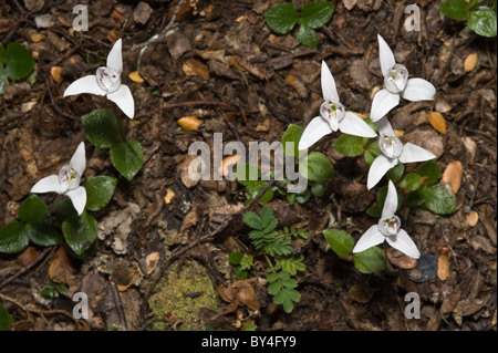 Palomita, cane orchidee (Codonorchis lessonii) fiori in Nothofagus forest floor Senda Hito XXIV trail Tierra del Fuego Foto Stock