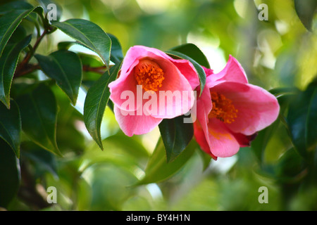 Camelia Fiori Foto Stock