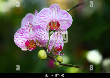 Phalaenopsis Orchid Foto Stock