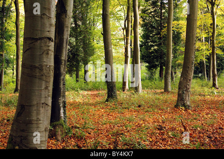 Bosco foresta di scena in una giornata autunnale Foto Stock