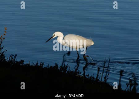 Una Garzetta in acqua poco profonda Foto Stock