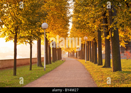 La germania,Sassonia,Dresden,sentiero alberato girando per i colori autunnali Foto Stock