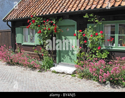 Red valeriana di fronte e rose rosse su una tradizionale casa in legno su una stradina medievale, Visby, Gotland (Svezia). Foto Stock