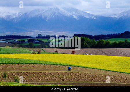 Campi in prossimità di montagne Foto Stock