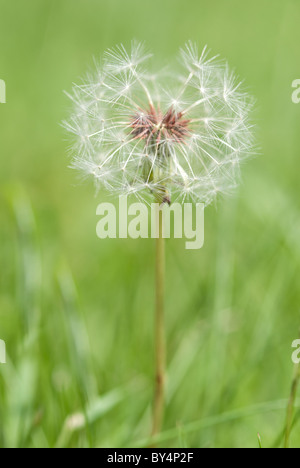Tarassaco orologio nel Kent prato Foto Stock