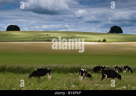 Le mucche pascolano in erba in primo piano. In fondo è un crop circle di una medusa-come forma, su una Wiltshire campo di grano Foto Stock