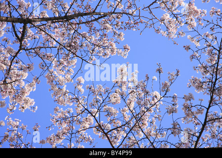 Fiori Ciliegio contro il cielo blu Foto Stock