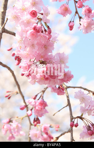 Giapponese ciliegio piangente Blossoms Foto Stock