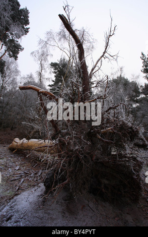 Un albero caduto nel bosco su una molto frosty mattina. Foto Stock