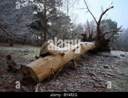 Un albero caduto nel bosco su una molto frosty mattina. Foto Stock