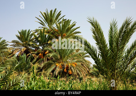 Data di piantagioni di palme e di mais in Valle del Draa del Marocco Meridionale, Africa del Nord. Foto Stock