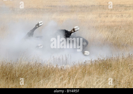 Un alfa maschio adulto bisonti americani spolvero la balneazione durante la routine annuale Foto Stock