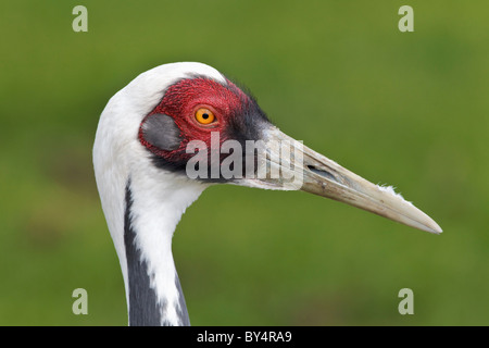 Le specie rare e minacciate bianco gru a collo alto - Bianco naped Crane - Grus vipio allevati in cattività campione - studio del viso Foto Stock