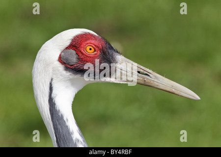 Le specie rare e minacciate bianco gru a collo alto - Bianco naped Crane - Grus vipio allevati in cattività campione - studio del viso Foto Stock