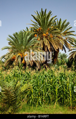 Data di piantagioni di palme e di mais in Valle del Draa del Marocco Meridionale, Africa del Nord. Foto Stock