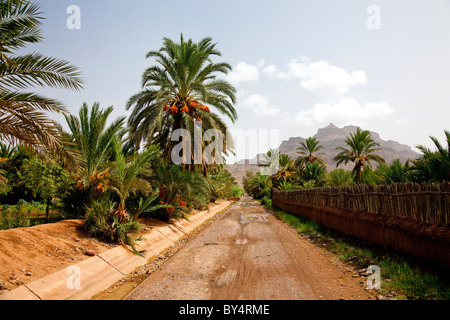 Data di piantagioni di palme e di mais in Valle del Draa del Marocco Meridionale, Africa del Nord. Foto Stock