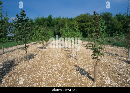 Giovane germoglio in Norvegia (acero Acer platanoides) alberi con la protezione e il controllo delle piante infestanti Foto Stock