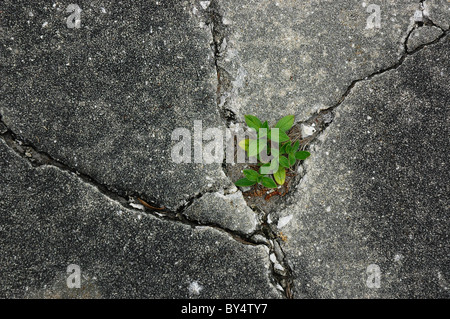 Coltivazione di piante nel crack del marciapiede Foto Stock