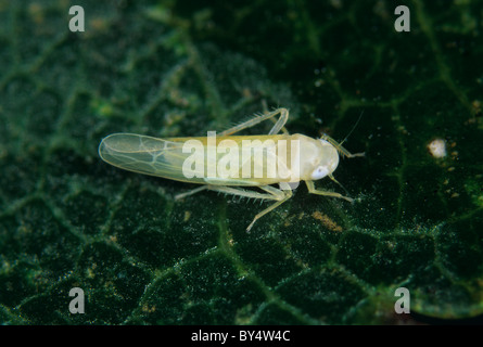 Tramoggia di foglia (Edwardsiana flavescens) adulto su una superficie in foglia Foto Stock