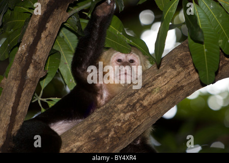 Di fronte bianco-cappuccino (Cebus capucinus) in treetop a Palo Verde National Park, provincia di Guanacaste in Costa Rica. Foto Stock