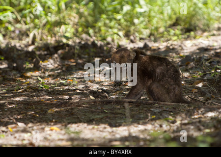 I vecchi bianco-coati dal naso (Nasua narica) appoggiato sulla banca del fiume di Palo Verde National Park, provincia di Guanacaste in Costa Rica. Foto Stock