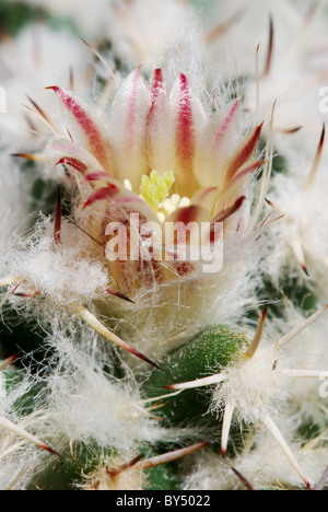 Dettaglio di una piccola rosa pallido Mammillaria cactus flower Foto Stock