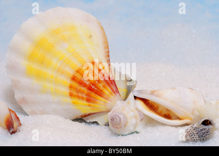 Closeup of colorful seashells on white sand Foto Stock