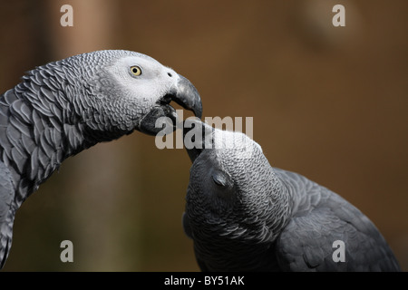 grigi pappagalli Foto Stock
