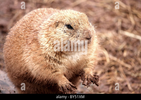 Un nero tailed prairie marmotta animali da zoo in Inghilterra, Regno Unito. Noto anche come Cynomys ludovicianus da occidentali America del Nord Foto Stock