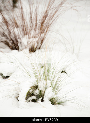 Graminacee ornamentali nella neve Foto Stock